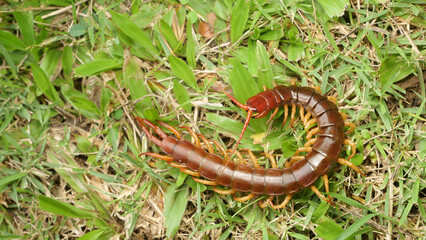 The Giant red Centipede dangerous animal in the Garden.