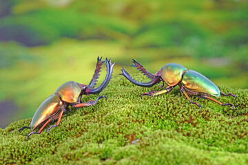 Sawtooth beetle (Lamprima adolphinae) is a species of stag beetle in Lucanidae family found on New Guinea and Papua. One of world's most famous awesome pets-insect. The Exotic pets