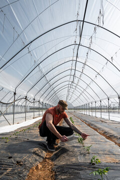 Man working in a greenhouse during seeding