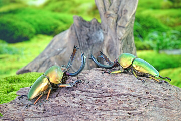 Sawtooth beetle (Lamprima adolphinae) is a species of stag beetle in Lucanidae family found on New Guinea and Papua. One of world's most famous awesome pets-insect. The Exotic pets