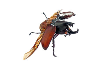 Siamese rhinoceros beetle flying isoalted on white background. The Siamese rhinoceros beetle (Xylotrupes gideon) or fighting beetle, It is known for its role in insect fighting in Thailand