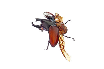 Siamese rhinoceros beetle flying isoalted on white background. The Siamese rhinoceros beetle (Xylotrupes gideon) or fighting beetle, It is known for its role in insect fighting in Thailand