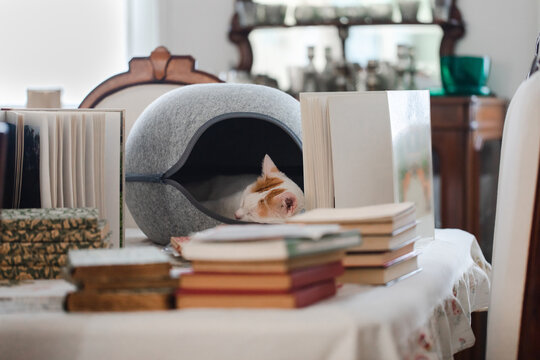 Reorganizing books at home plus cat