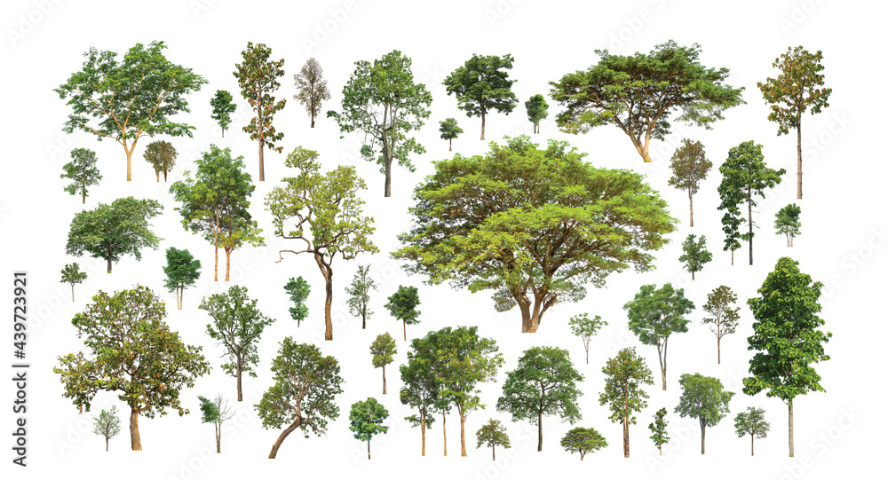 Poster collection realistic trees set isolated on white background