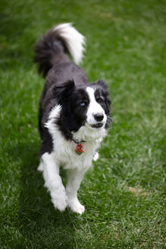 Austrlian Border Collie dog on lawn