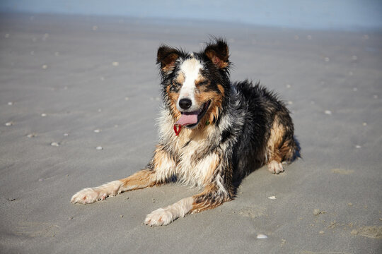 Australian Coolie dog