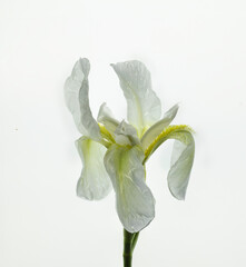 high key bearded iris on a white background with high detail - 439724760
