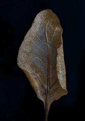leaf on black - 439724794