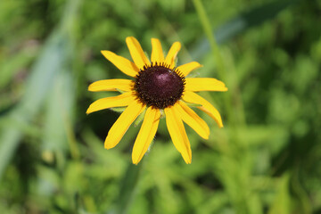 Closeup of a black-eyed Susan bloom at Wayside Woods in Morton Grove, Illinois