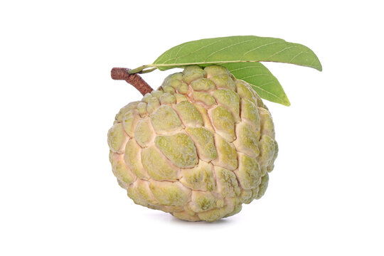 Custard apple isolated on white background. The sugar-apple, sweetsop is the fruit of Annona squamosa. Premium quality sugar-apple from Thailand