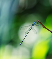日陰の細い枝先で待ち伏せしている木漏れ日が当たるアオイトトンボ1