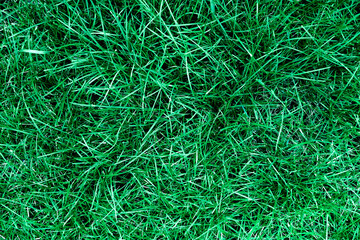 This photo is a close-up of green grass