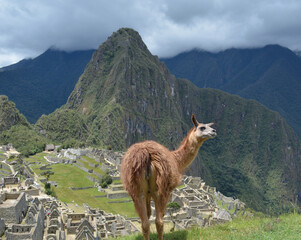 Peruvian Llama in Machu Picchu