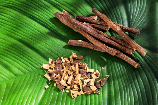 Glycyrrhiza glabra - Creative Image of Licorice