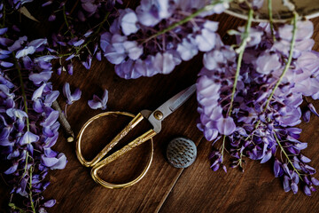 purple wisteria branch 