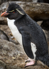 Rock Hopper penguin