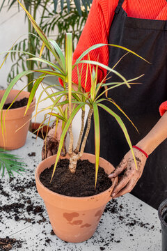 Gardener with dirty hands planting seedling in pot