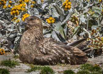 Falkland's skua