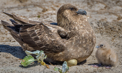 Skua and chick