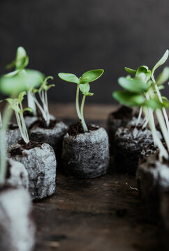 Seedlings