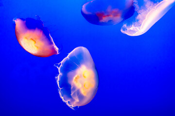 Moon jellyfish swimming in ocean