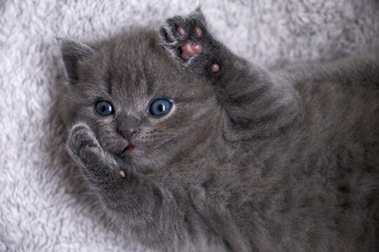 Close-up cute blue cat baby, playing in the nest