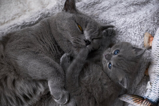 Close-up cute blue cat baby, playing in the nest - Powered by Adobe