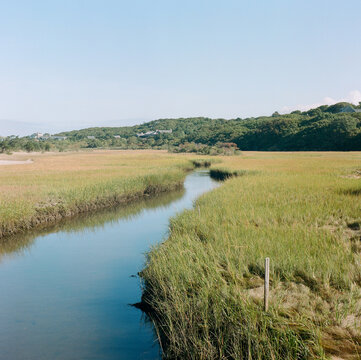 marshland in Martha's Vineyard