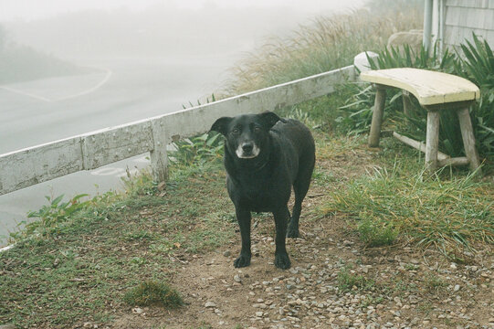 dog outside on a foggy day 