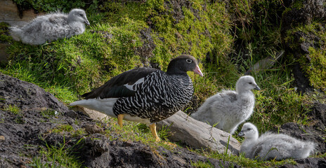 Bird family