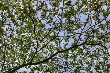 Fototapeta premium leaves against blue sky