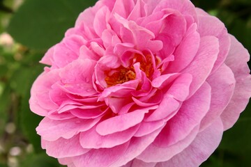 pink rose in the garden