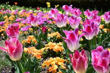 植物園に咲くチューリップ