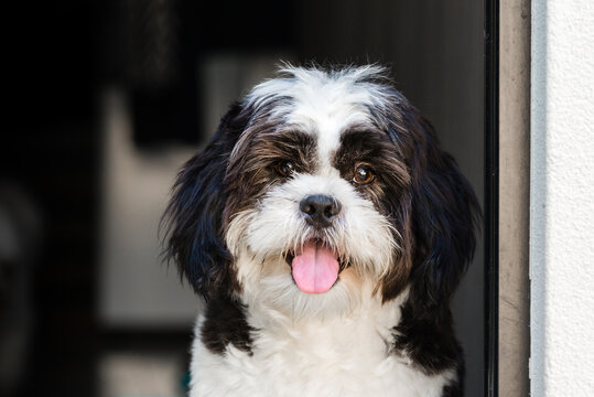 cute puppy - Powered by Adobe