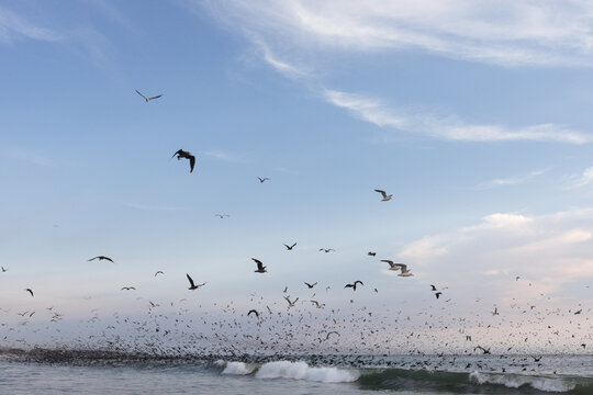 Seagulls and seabirds on the beach and in the ocean in a feeding frenzy