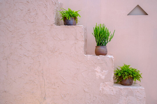 Cactus plant decoration