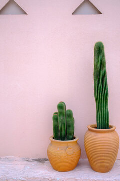 Cactus plant decoration
