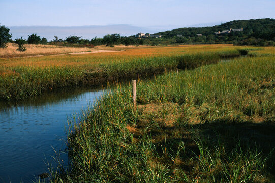 marshland in Martha's Vineyard