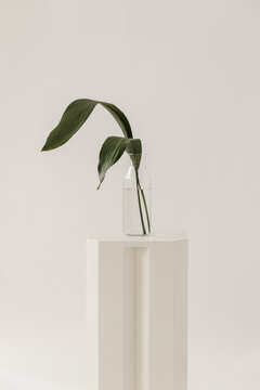Two green leaves in vase 