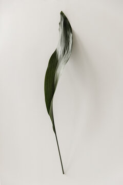Green leaf on white backdrop