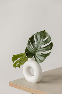 Two green monstera leaves in vase