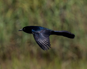 Boat-tailed Grackle on the Move