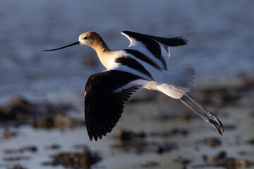 Extreme close-up of an American avocet landng, seen in the wild in a North California marsh 