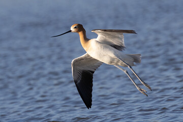 Extreme close-up of an American avocet landng, seen in the wild in a North California marsh 