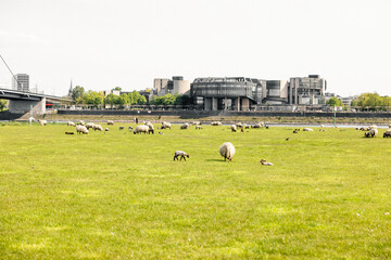 Flock of wooly sheep and lambs grazing in the flat meadow field