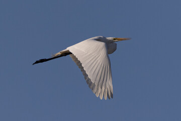 Great egret in beautiful light, seen in the wild in a North California marsh 