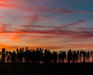 Sunset and Ponderosa Pines on Saddle Mountain From Point Imperial, Grand Canyon National Park, Arizona, USA