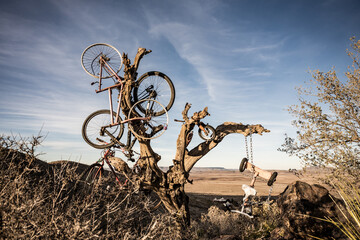 Bicycle Burial Ground on Tree