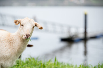 Cute goat eating grass and looking at camera