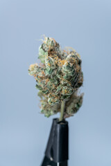 Cannabis Flower Macro - Strain: Rosebud Kush